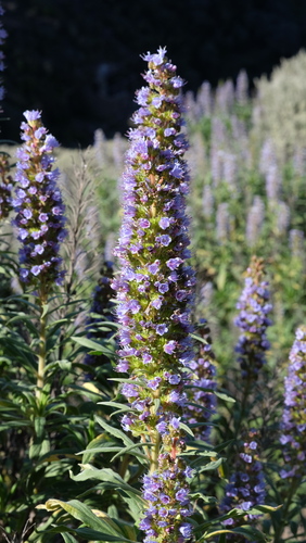 Echium callithyrsum, photograph 6