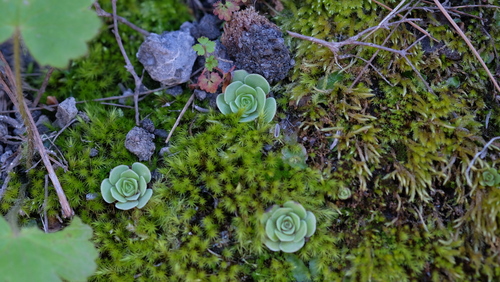 Aeonium aureum