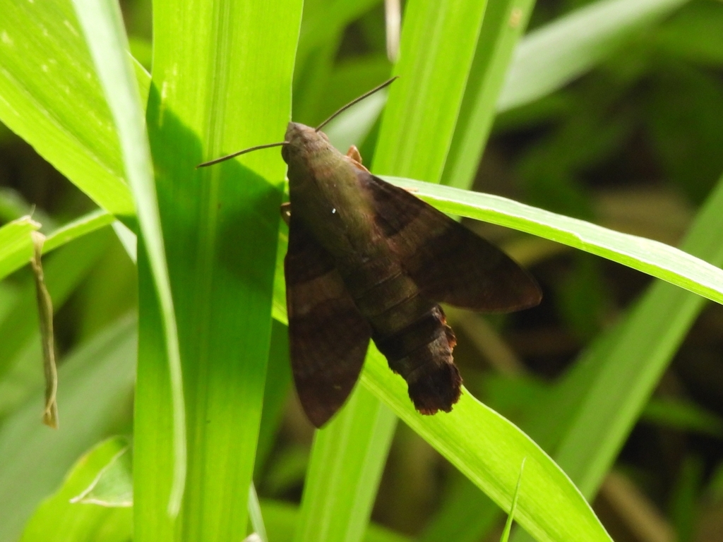 Macroglossum corythus (Macroglossum corythus)