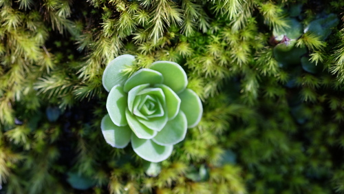 Aeonium aureum
