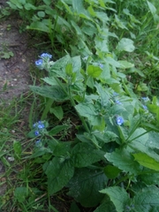Pentaglottis sempervirens