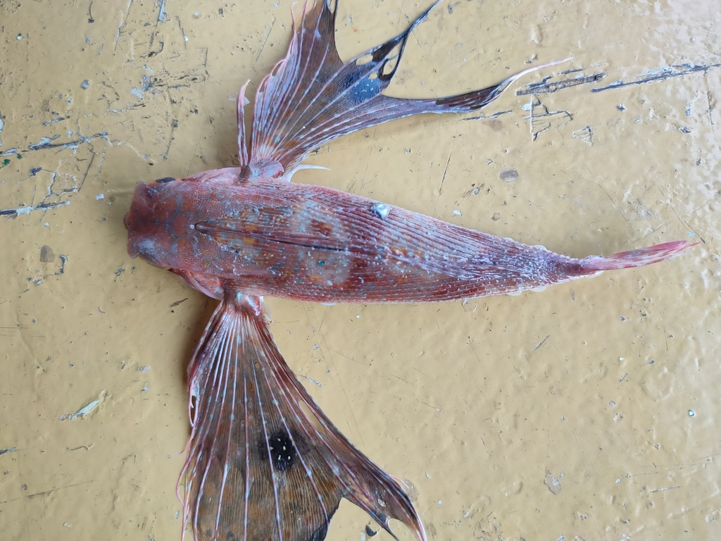 Flying gurnard (Dactyloptena macracantha) — Dactylopteridae