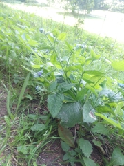 Pentaglottis sempervirens