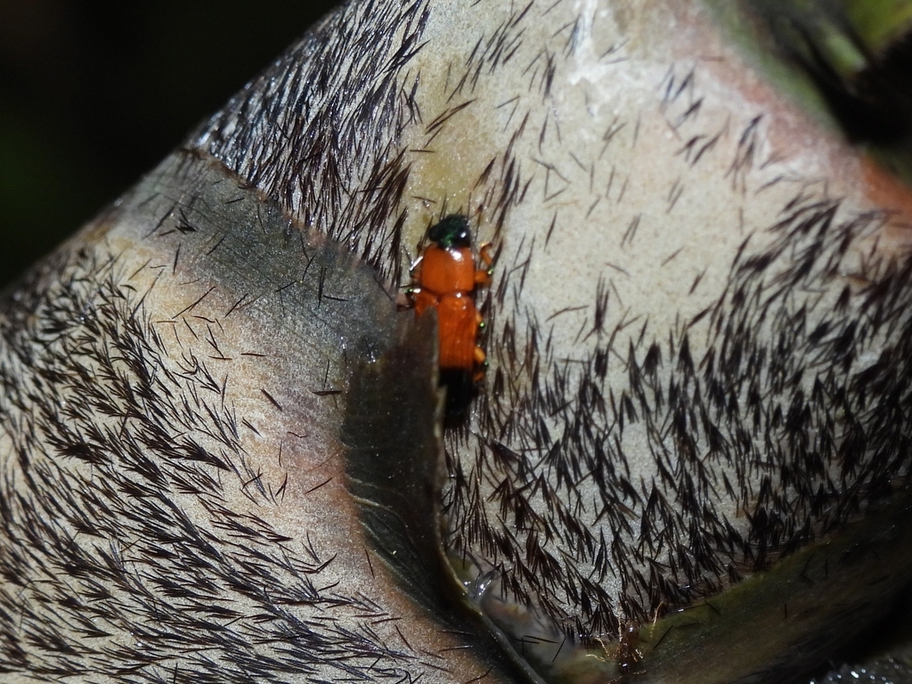 Metahelotella