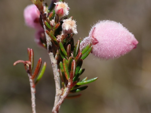 Velvet Heath (Erica ovina)