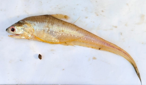 Anchovy (Coilia dussumieri) — Engraulidae — 2
