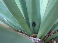 Paraphidippus basalis