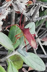 Gonocerus insidiator