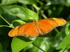 Dryas