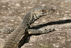Heath Monitor photo 2