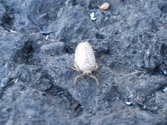 Allygidius abbreviatus