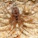 Wall Spiders - Photo (c) Jean and Fred, some rights reserved (CC BY)