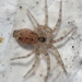 Wall Spiders - Photo (c) lotlhmoq, some rights reserved (CC BY-NC-SA)