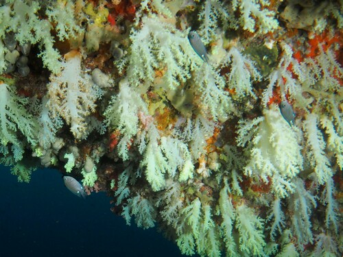 Twinspot chromis — seen at this dive site