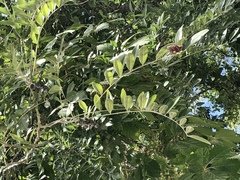 Styphnolobium affine