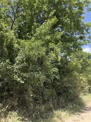 Styphnolobium affine