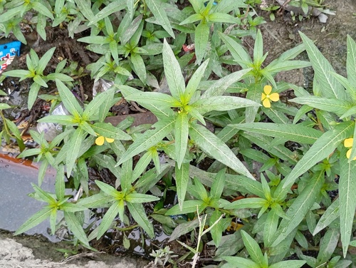 Seedbox
