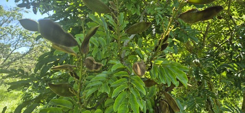 Foto de Mulungu-do-litoral