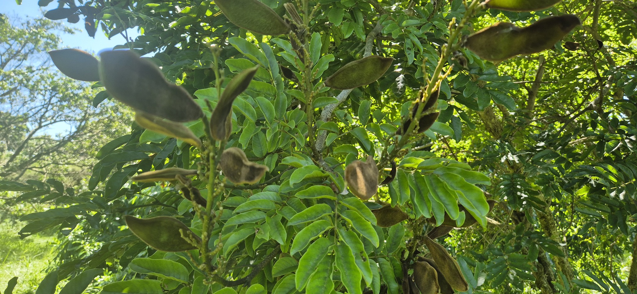 Imagem de Mulungu-do-litoral