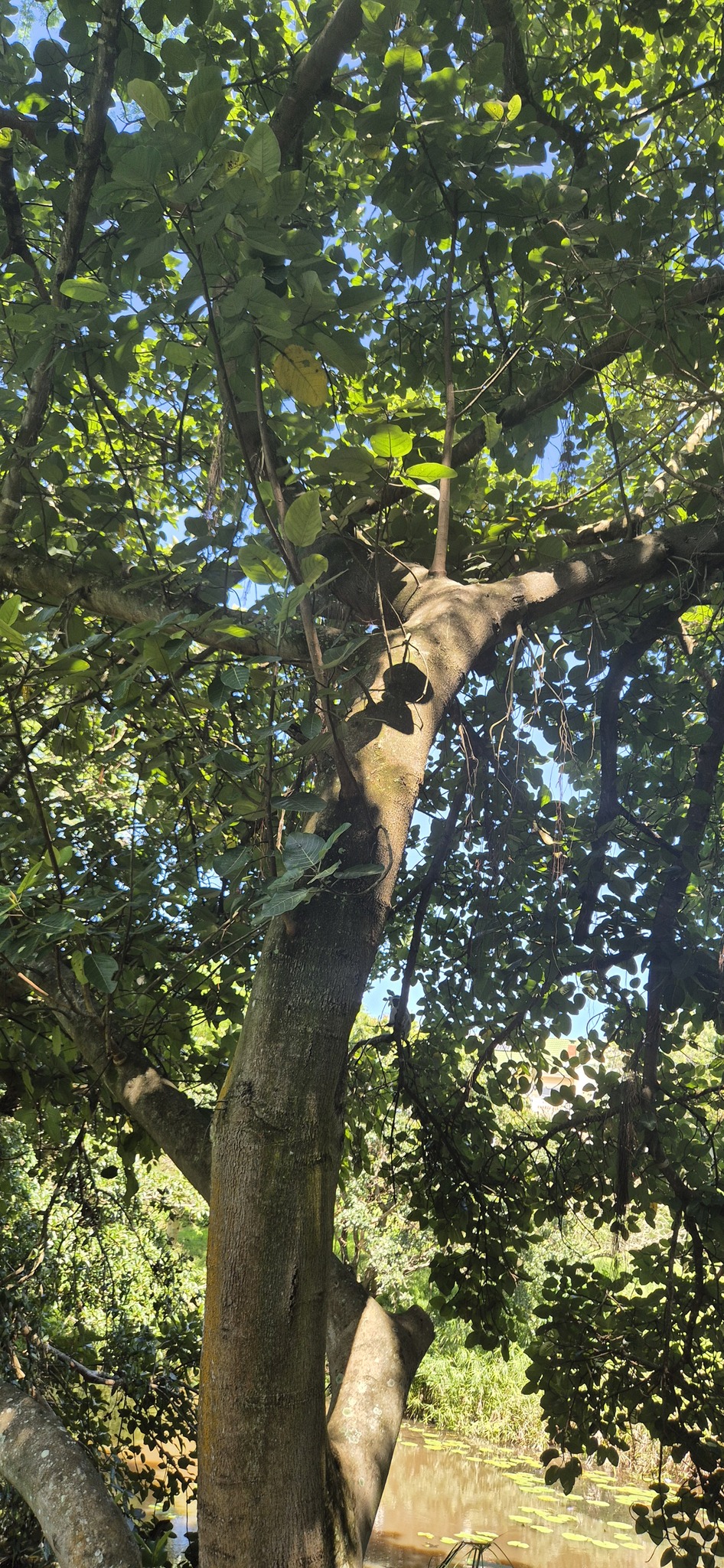 Imagem de Mulungu-do-litoral