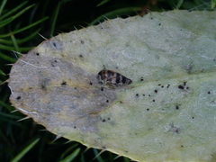 Planaphrodes nigritus