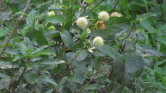 Cephalanthus occidentalis