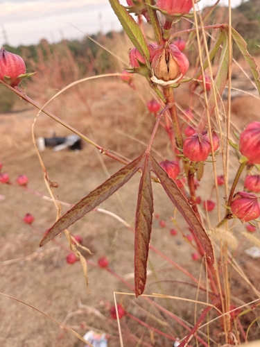 Image of Hibiscus sabdariffa by (c) Harshjeet Singh Bal, some rights reserved (CC BY)
