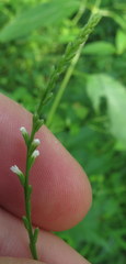 Verbena urticifolia
