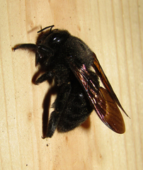Xylocopa sonorina