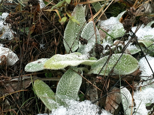 Foto de Peixinho-da-horta