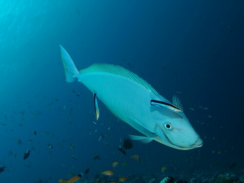 Sleek Unicornfish — seen at this dive site