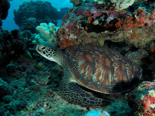 Green Sea Turtle — seen at this dive site