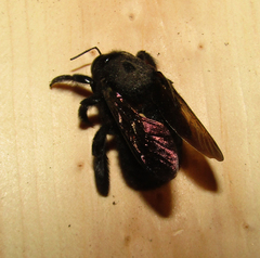Xylocopa sonorina