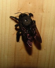 Xylocopa sonorina