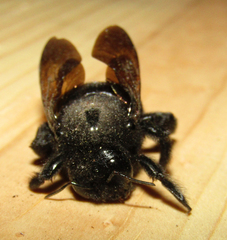 Xylocopa sonorina