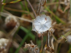 Trifolium cyathiferum