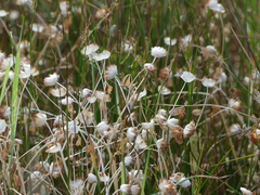 Trifolium cyathiferum