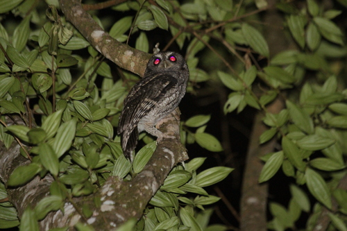 Black-capped Screech Owl (Megascops atricapilla), photo 8