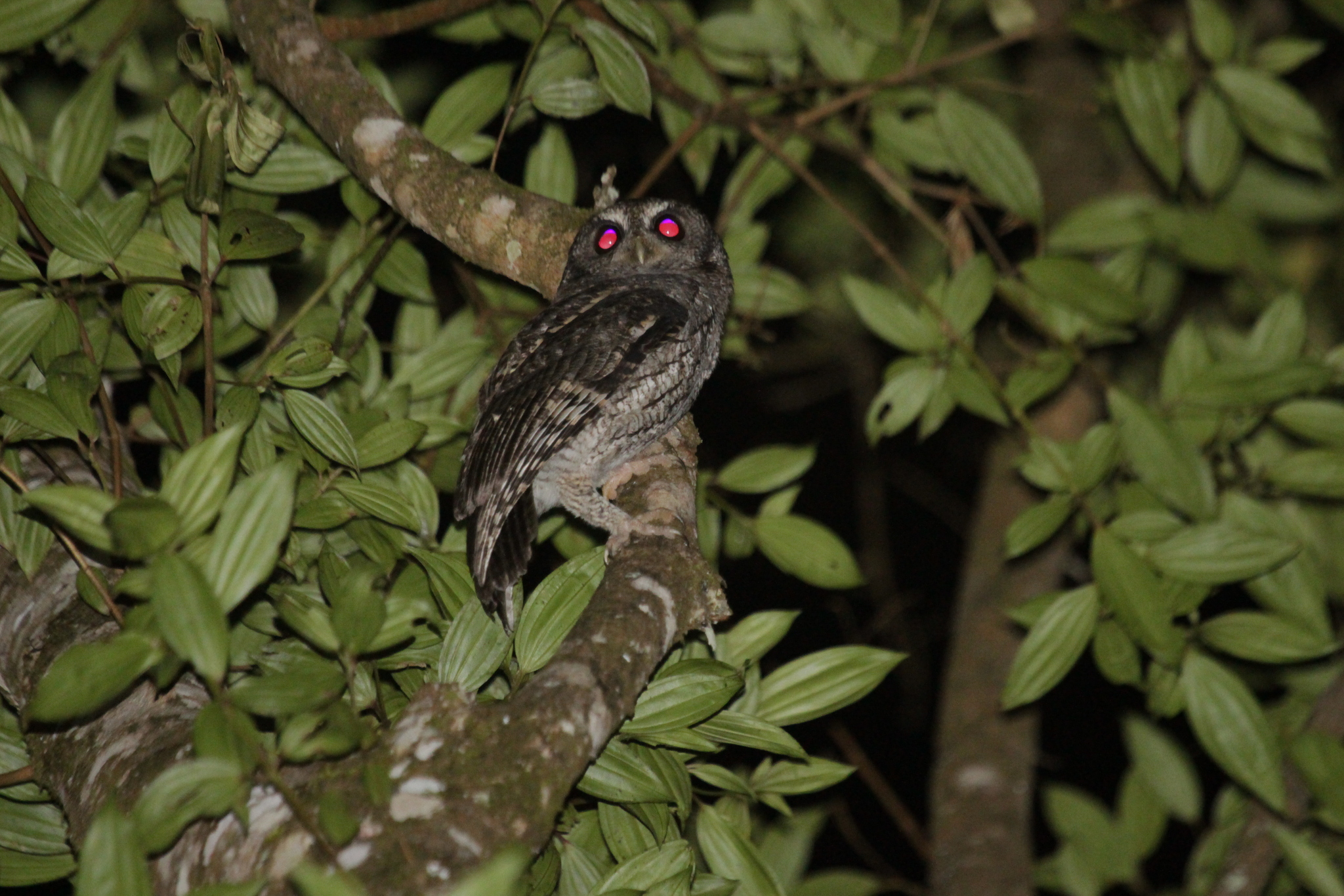 Black-capped Screech Owl (Megascops atricapilla), photo 9