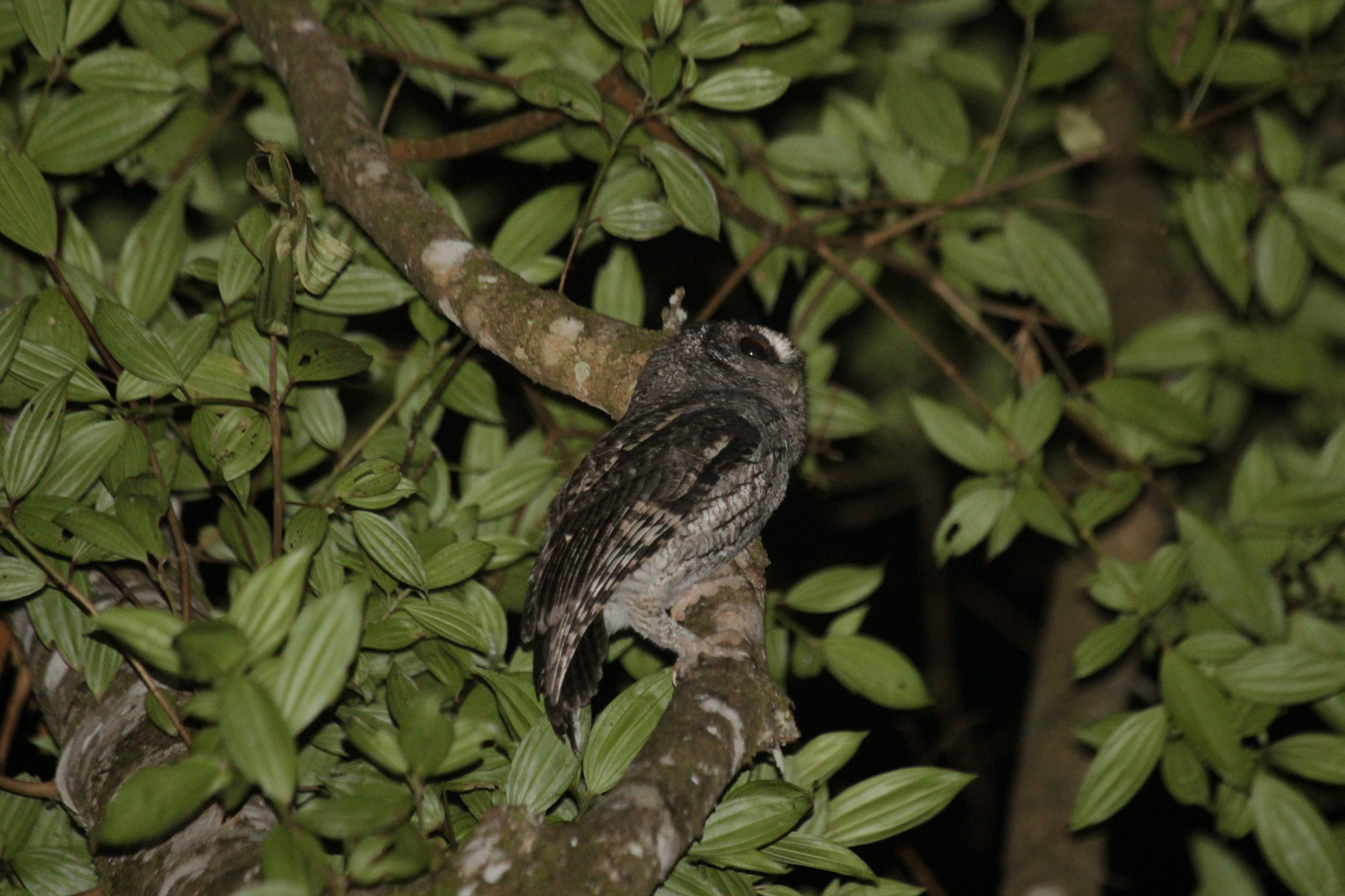 Black-capped Screech Owl (Megascops atricapilla), photo 10