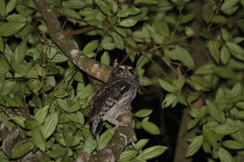 Black-capped Screech Owl (Megascops atricapilla), photo 10