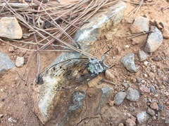 Cicada orni
