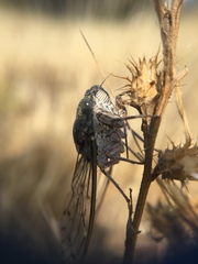 Cicada orni