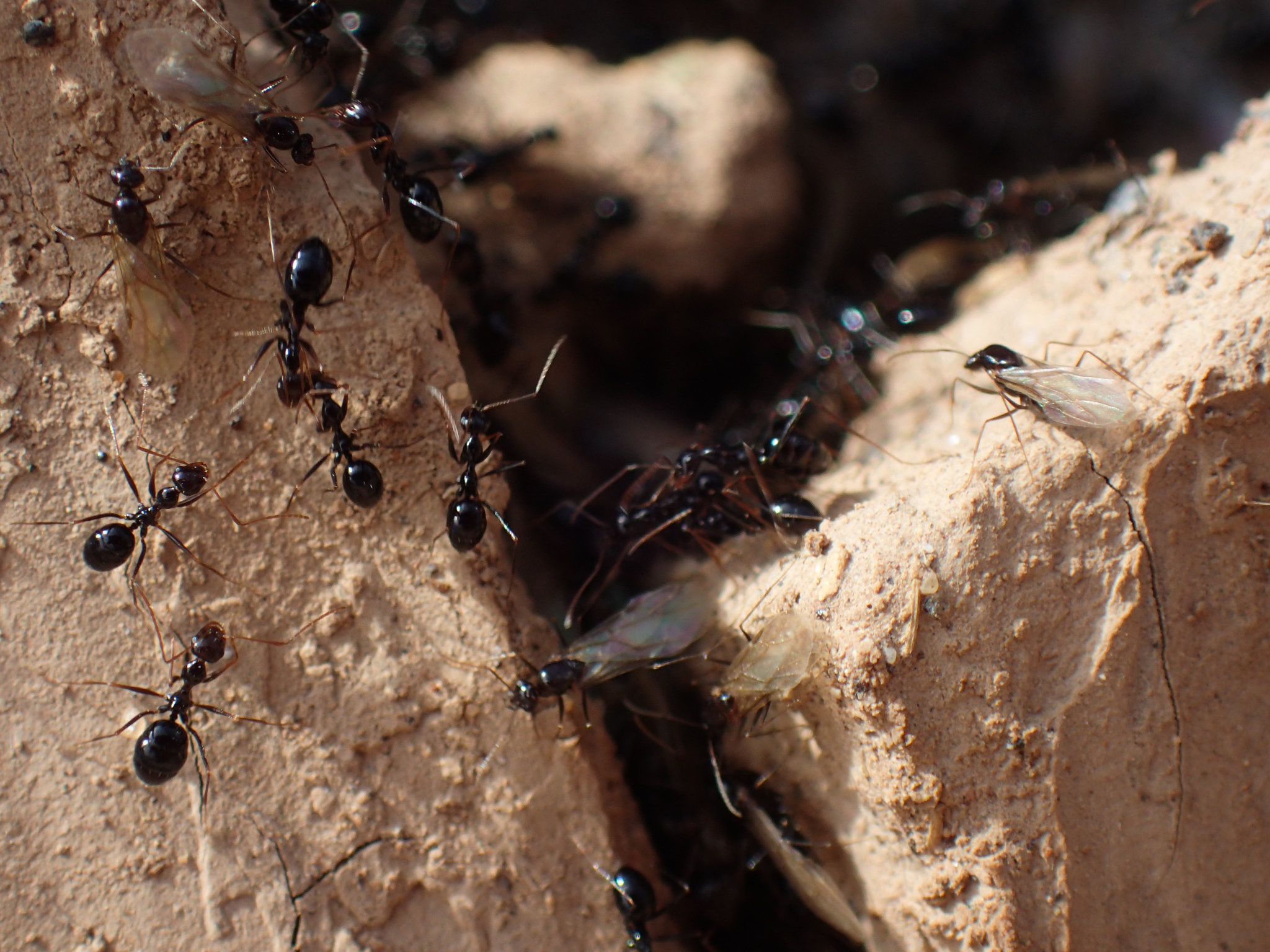 Lepisiota gracilicornis