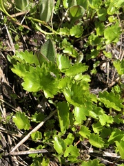 Micranthes odontoloma