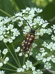 Typocerus velutinus