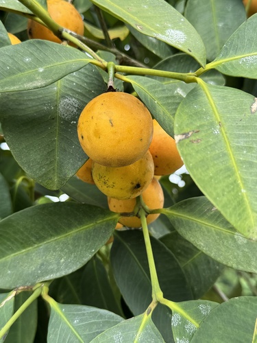 Foto de Bacupari