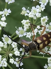 Typocerus velutinus