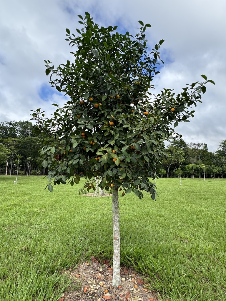 Foto de Bacupari