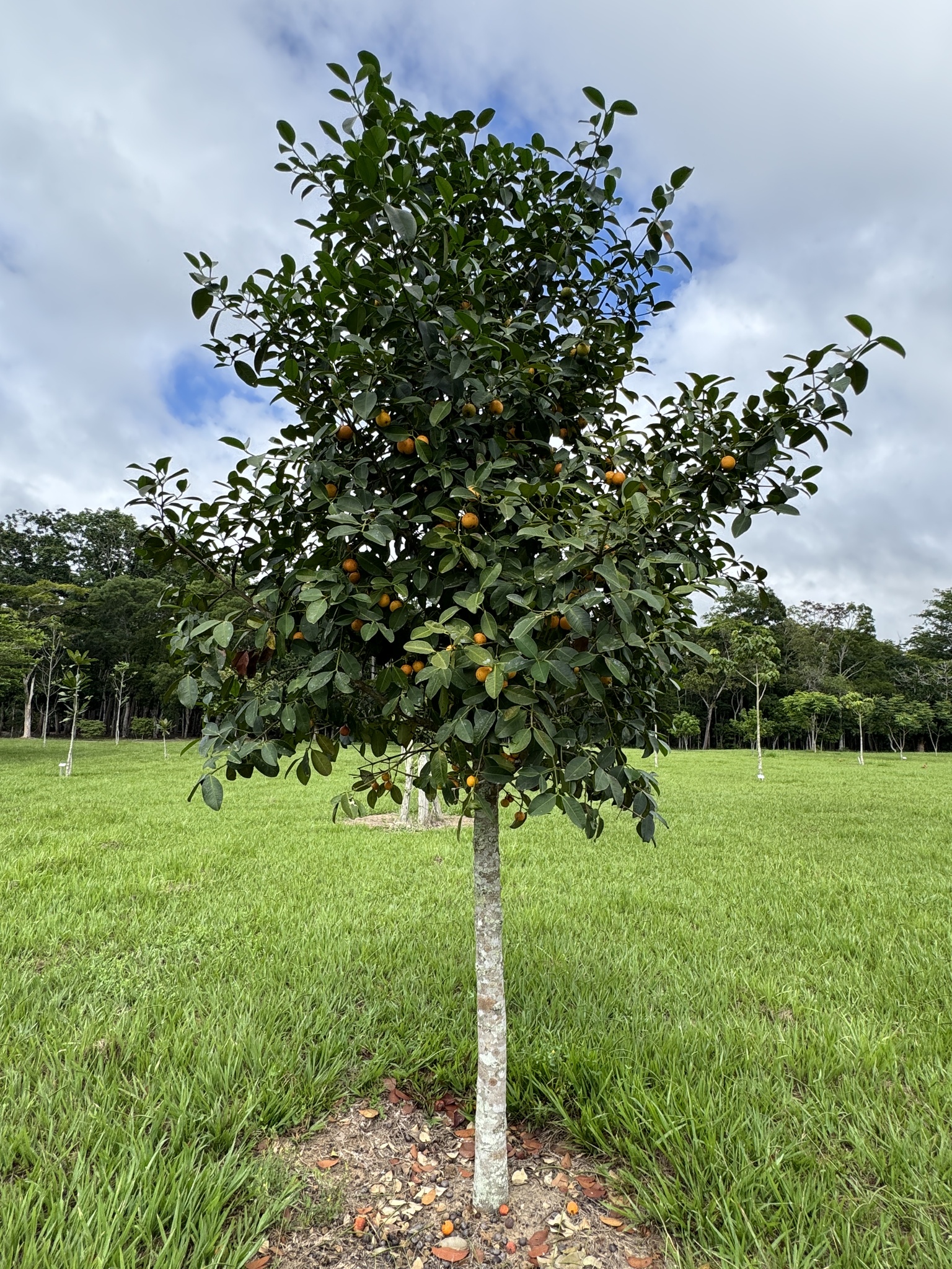 Imagem de Bacupari